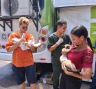 Mutir&atilde;o de castra&ccedil;&atilde;o em Olinda