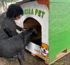 Prefeitura de Olinda realiza instala&ccedil;&atilde;o de casinhas de pet para refor&ccedil;ar o cuidado com animais