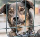 Comiss&atilde;o aprova demiss&atilde;o por justa causa para condenados por maus-tratos contra animais