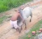 Pernambuco: homem &eacute; arremessado por touro que caminhava solto pela rua