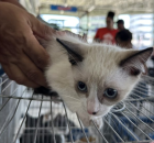Filhote de gato para ado&ccedil;&atilde;o