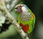 Periquito cara suja (Pyrrhura griseipectus)