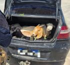 PRF encontrou animais amontoados no porta malas.