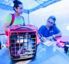 Castram&oacute;vel atende em Recife 