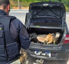 PRF resgata os animais 