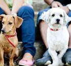 Justi&ccedil;a nega pedido de tutora para ex pagar pens&atilde;o aliment&iacute;cia para dois cachorros.