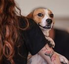 Cachorro no bra&ccedil;o de uma mulher.