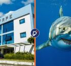 UFRPE vai voltar a monitorar movimenta&ccedil;&atilde;o de tubar&otilde;es no litoral de Pernambuco