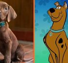 Scoob Doo.