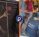 Durante a opera&ccedil;&atilde;o, os policiais apreenderam 50 galos, al&eacute;m de 11 muni&ccedil;&otilde;es intactas de calibre .40. Tamb&eacute;m foram recolhidos diversos materiais utilizados nas rinhas.