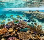 Cidade em Alagoas atrai visitantes com praias de mar azul-turquesa e &aacute;rea de conserva&ccedil;&atilde;o marinha