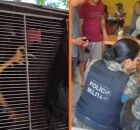 PMPE flagra rinha de galos, apreende aves e muni&ccedil;&otilde;es na Mata Norte do estado