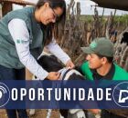 Senar m&eacute;dico veterin&aacute;rio.
