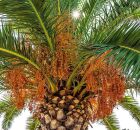 Tamareira (Phoenix dactylifera) fruta rara no Brasil come&ccedil;a a ser cultivada na Bahia