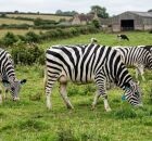 Pesquisadores japoneses realizaram um experimento inusitado e pintaram vacas como zebras 