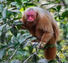 Pesquisador brasileiro recebe pr&ecirc;mio internacional por estudos com uacaris na Amaz&ocirc;nia
