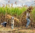 Urg&ecirc;ncia para prote&ccedil;&atilde;o do cultivo nos pr&oacute;ximos anos.
