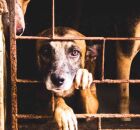 Abrigo de animais no Grande Recife &eacute; acusado de maus-tratos; relatos apontam sumi&ccedil;o de pets sob a tutela da institui&ccedil;&atilde;o