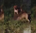 Ataque de pitbulls deixa crian&ccedil;a ferida e cachorro morto em Pernambuco