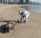 Um golfinho foi encontrado morto na areia da Praia de Candeias. 