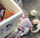 Uma carga de frangos congelados transportada em um voo procedente do Recife.