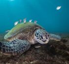 Em Fernando de Noronha, tartaruga recebe limpeza no casco por pequenos peixes.