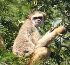 O muriqui-do-norte &eacute; exclusivo da Mata Atl&acirc;ntica com cerca de mil indiv&iacute;duos na natureza.