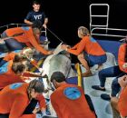 Especialistas capturando os animais para coloca&ccedil;&atilde;o de chip.