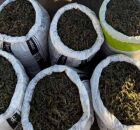 Maconha apreendida no Sert&atilde;o de Pernambuco.