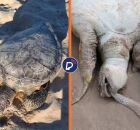 Tartarugas verdes s&atilde;o encontradas mortas em praias.