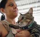 A&ccedil;&atilde;o para vacinar pets em Paulista.