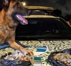 Pol&iacute;cia Militar CIPC&atilde;es apreendem adolescente com 257 bigs de maconha em Olinda.