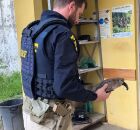 Segundo a PRF, o animal foi encontrado nas proximidades da Arena de Pernambuco.
