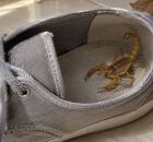 Sapatos s&atilde;o locais onde esses animais pe&ccedil;onhentos podem se esconder.
