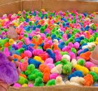 Aves com colora&ccedil;&atilde;o artificial aparecem reunidas em uma caixa de papel&atilde;o durante comercializa&ccedil;&atilde;o em Bom Jardim.