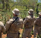 A&ccedil;&atilde;o da pol&iacute;cia em Pernambuco erradica extensa planta&ccedil;&atilde;o de maconha em Bet&acirc;nia