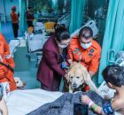Ap&oacute;s 29 dias na UTI, menina de 6 anos recebe visita de c&atilde;es dos Bombeiros em Paulista.