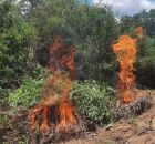 Pernambuco: Pol&iacute;cia Militar erradica mais de 8,4 mil p&eacute;s de maconha na zona rural de Cabrob&oacute;.