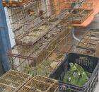 Pol&iacute;cia Ambiental apreende 47 aves silvestres mantidas ilegalmente em cativeiro no Recife.