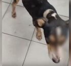 Uma das testemunhas afirmou que a cadela que morreu havia dado &agrave; luz filhotes, tamb&eacute;m v&iacute;timas de viol&ecirc;ncia.