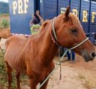 Cavalos, bois, bodes, burros e jumentos est&atilde;o entre os animais encontrados com frequ&ecirc;ncia nas pistas.