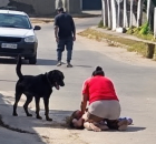 Rottweiler ataca crian&ccedil;a e av&oacute; 