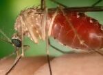 Mosquito transmissor da febre oropouche 