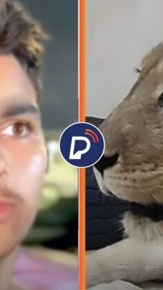 Jovem foi morto por uma leoa ap&oacute;s invadir jaula.