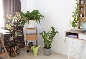 Descubra as melhores op&ccedil;&otilde;es de plantas resistentes e f&aacute;ceis de cuidar. 