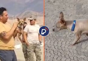 Imagens do cachorro que sobreviveu.