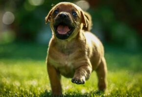 Adota PET Recife permite doa&ccedil;&atilde;o de filhotes por moradores.