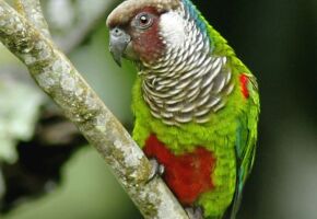 Periquito cara suja (Pyrrhura griseipectus)