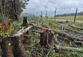 Desmatamento ilegal: opera&ccedil;&atilde;o aplica 133 autua&ccedil;&otilde;es e embarga 474 hectares em PE.
