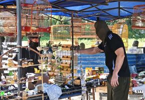 Opera&ccedil;&atilde;o encontrou aves feridas e sem &aacute;gua e comida em Caruaru.